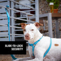Nite Ize SlideLock Pet S-Biner - Stainless Steel Dual Carabiner for Securing Pets & Clipping Leashes - Lightweight Carabiner for Easily Attaching - S-Biner with Slide-to-Lock Feature - 3 Pack