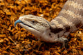 RediChip Reptile Bedding Loose Medium Coconut Chip Substrate 12 Quart Coco Husk Mulch for Snake and Gecko Habitat, Ball 