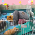 YUEPET Guinea Pig Bed, Warm Fleece Slipper-Shaped Cuddle Cave, Grey