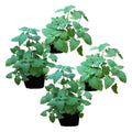 Live Catnip - Nepeta (4 Plants Per Pack) - Reduces Cat Stress and Anxiety - 8" Tall by 4" Wide in 1 Pt Pot