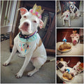 Dog Birthday Hat, Adjustable Gold Crown Hat with Numbers