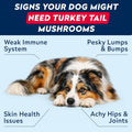 STRELLALAB Turkey Tail Mushroom Chews for Dogs - Fat Lumps & Bumps, Lipoma