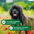 Advantage Treatment Spray for Dogs, Kills Fleas & Ticks, 8 oz.