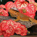 QUOZUO 2 Pack Reptile Plants for Terrarium, Artificial Leaves Habitat Decorations with Suction Cups, Terrarium Hanging P