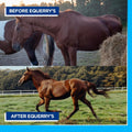 Equerry's Large Animal Probiotic | Supplements for Gut Health and Nutrient Absorption | Probiotics and Digestive enzymes