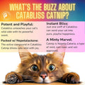 catabliss Catnip for Cats – 1oz Jar - 100% Essential Natural Cat Nip Herb Resealable Jar - Fresh Aroma Stimulates Activity & Enhancing Play for Indoor Cats - Great for Cat Nip Toys, Play & Training