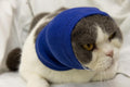 DDFS 2 Pack Cat Ear Wrap, Anxiety Ear Cover Hematoma Compressionp Cat Snood for Grooming Blue+Grey S