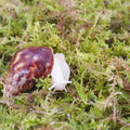 Natural Moss for Pet Snails, Perfect Pet Snail Supplies for Maintain The Humidity Levels in The Enclosure