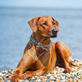 Choke Collar for Dogs,Chain Martingale Dog Training Pulling Collar(Skull L)