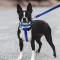 No Pull Dog Harness, Leash & Collar Set, Adjustable Step-in Vest