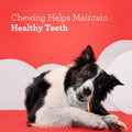 DreamBone DreamSticks With Real Chicken Chews For Dogs, 15 Count, These Easy-to-Digest Rawhide-Free Chews are a Dog’s Favorite Distraction