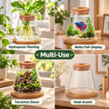 Glass Betta Fish Bowl, Desktop Plant Hydroponic Terrarium Kit 4''