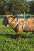 Asatre Goat Harness - Adjustable Livestock Harness – X-Large