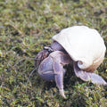 3.5oz Hermit Crabs Substrate, Ideal for Hermit Crab Supplies for Tank Habitat