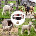 Copper Bell Goat Collar, Geometric Boy Style for Pygmy Goats and Lambs