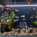 2Pcs Aquarium Fish Feeder Feeding Tray with Suction Cup, Feeding Tube Tank Divider Aquarium Breeder Box Fish Bowls Acces