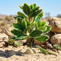 EupHHonycs Reptile Plants Artificial Leaves Reptile Tank Decorations
