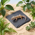 Basking Platform Turtle Reptile Basking Tortoise Slate Rock Plate 6 Inch