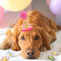 Pet Birthday Hat with Interchangeable Numbers 1-10 | Adjustable Pet Party Cone Hat for Dogs & Cats | Puppy Birthday Phot