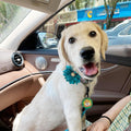 Collar Flowers with Pearl, 20 Pcs Dog Collar Bow Ties Multi-Color Dog Charms Flower for Cat Puppy Grooming Accessories