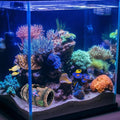 GSD Star-Fish Broken Barrel Decor Resin Betta Tank Accessories Ornaments for Cave Hide Decorations, Broken Barrel x 1pc,