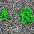 Aquarium Plant Fish Tank Decoration 20 Pieces Small/1" Tall Plastic Artificial Plant Goldfish Hidden Mini Grass Set (Gre