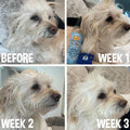 Bodhi Dog Tear Stain Remover - Removes Tears, Saliva & Mucus Stains from Dogs & Cats - Gentle, Natural Solution for Sens