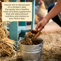 Scratch and Peck Feeds | Grubs for Chickens & Ducks | 3.5 lb Pouch