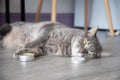 Meowy Janes Catnip Keef- 20 Grams- Concentrated Fine Ground Catnip Powder - Catnip Dust
