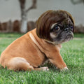 Funny Dog Cat Cosplay Wig,Pet Wigs for Halloween, Christmas, Parties, Festivals, Dog Wigs for Small Medium and Large Dog