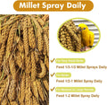 Jmxu's Spray Millet Treat for Birds Parakeets, Natural Sun-Dried Birds Millet for Cockatiel, Budgie, Finches, Parrots, Hamster