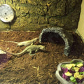 BNOSDM Reptile Soil Substrate Fluffy Small-Strand Reptile Substrate and Snake Bedding Clean Natural Terrarium Bedding fo