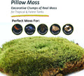Galápagos (05234) Pillow Moss, Clumps of Real Moss, Natural, 4QT,Green