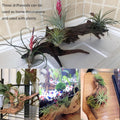 Tfwadmx 5PCS Aquarium Driftwood Branches 4''-7.8'' Reptiles Trunk Natural Wood Fish Tank Decoration Plant Stump Ornament