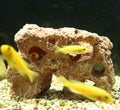 ALEGI Large Aquarium Decoration Hideouts Resin Rock Mountain Hideaway Cave