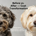 Blood Plasma Powder for Dogs – Spray-Dried with Amino Acids & Minerals for Gut Health, Immunity & Show-Ready Coat – Supp