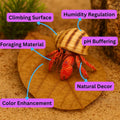 Hermit Crab Tank Accessories – 10 Pcs 6" Indian Almond Catappa Leaves, Natural Leaf Litter for Hermit Crab Habitats, Aqu