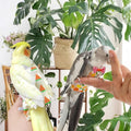 6Pcs Bird Diapers Bird Harness Flight Suits Diapers Reusable Parrot Nappy with Waterproof Inner Layer Washable Cute Urin