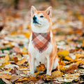 ADOGGYGO Fall Dog Bandana with Tassels Edges, Plaid Thanksgiving Scarf, L