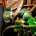 Reptile Chameleon Cantina Drinking Fountain Water dripper Comes with Feeding Tongs and Frosted Tweezer for Lizard Turtle