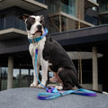 Spark Paws Premium Dog Leash & Poop Bag Set