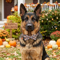 ADOGGYGO Halloween Dog Collar, Checkered Pumpkin Dog Bow Tie Collar, L