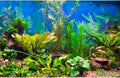 Aquarium Background Various Underwater Grass Plants Aquarium Backdrop Vivid and Fresh Green Aquatic Plants Stone River B