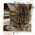 Meowijuana Catnibas Catnip Pawty Mix Jar | Premium Cat Nip for Cats with Silvervine, Passion Flower, Chamomile, Dandelion & Valerian Root | High Potency Catnip | 60g