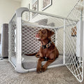 Diggs Evolv Modular Dog Crate for Dogs 18-22" Tall, Ash, Intermediate
