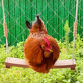Qinfly Arc-Shaped Chicken Swing Heavy Beech Wood Chicken Toys for Coop Handmade Chicken Swing for Hens Chicken Coop Accessories