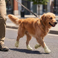 Dog Shoes for Dogs, Clogs Boots Booties Hot Pavement, Rain Waterproof Shoe Summer Sandals Puppy Breathable Doggie Doggy 