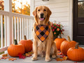 Fall Dog Bandanas 2PCS Halloween Pumpkin Spider Web Large Dogs