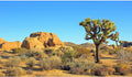 Desert Reptile Tank Background Joshua Tree Rocks Desert Terrarium Background Desert Landscape Reptile Terrarium Backgrou