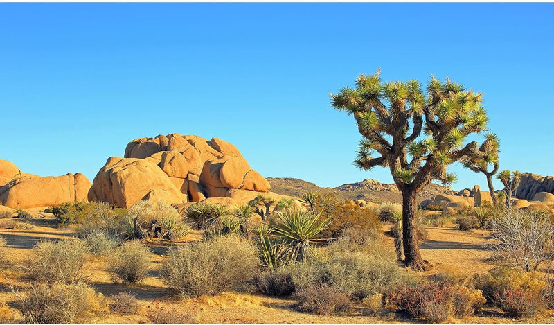 Desert Reptile Tank Background Joshua Tree Rocks Desert Terrarium Background Desert Landscape Reptile Terrarium Backgrou